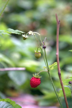 Fragaria yabani çilek dalında olgun meyveler bulanık arka planda, çevre dostu yemekler