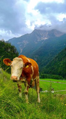 Beyaz başlı kahverengi bir inek, arka planda dağlarla çevrili dik bir klonun içinde duruyor..