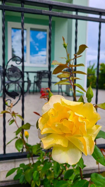 Der Schmiedeeisernen Zaunterrasse Vor Dem Haus Wächst Eine Gelbe Rose — Stockfoto