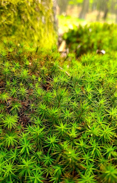 Bright peat moss in the forest by the tree, texture with small leaves and tiny stars, green background