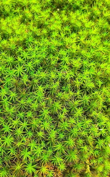Bright peat moss, texture with small leaves and tiny stars, green background