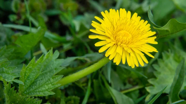 Baharın Başlarında Parlak Karahindiba Çiçeği Otların Isırgan Otlarının Arka Planına — Stok fotoğraf