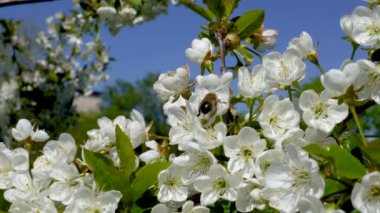 Bir arı, ılık bir bahar gününde beyaz kiraz çiçeklerinin üzerine oturur.