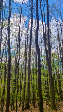 Dağlardaki genç bir kayın ormanı baharın başlarında bulutlu mavi bir gökyüzüne karşı uyanır..
