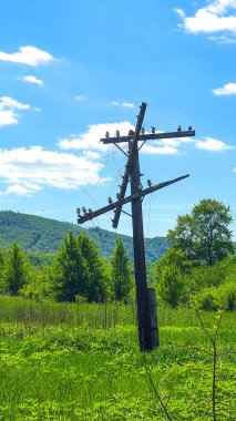 Yalıtımlı eski bir ahşap elektrik direği yeşil bir tarlanın ortasında duruyor.