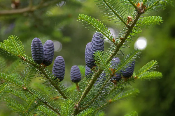 Purple Cones Siberian Fir Branch Blurry Background — Stock Photo, Image