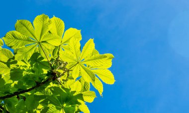 Young chestnut leaves against a blue sky in early spring, backgrounds, natural wallpaper