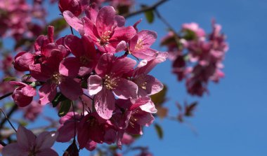 Bahar çiçekli cennet elması, kırmızı ve pembe tomurcuklar, mavi gökyüzüne karşı yeşil yapraklar, bahçıvanlık, meyve ağacı yetiştirme