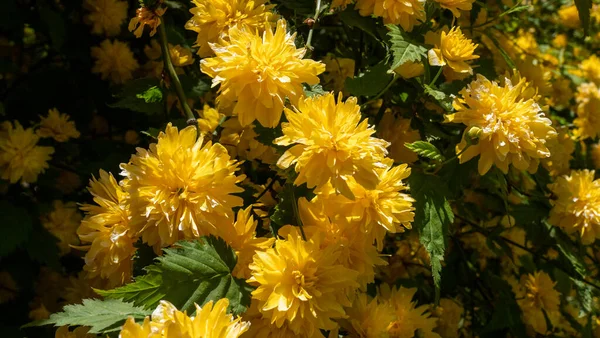 Yellow flowers shrub kerria in the garden