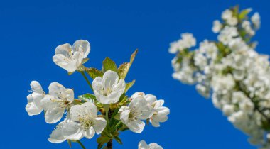 Güneşli bir bahar gününde mavi gökyüzünün önünde beyaz çiçekli bir ağaç, doğal bir duvar kağıdı.
