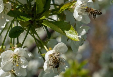 Güneşli bir bahar gününde, arka planda beyaz kiraz çiçeklerinin üzerinde oturan iki arı.