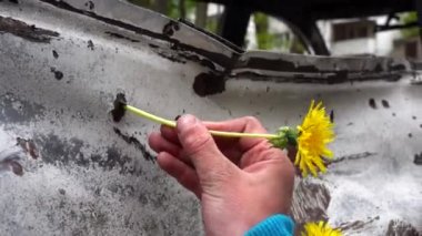 Ukraynalı çocuğun eli, Rusya 'nın Ukrayna' ya, savaş çocuklarına, hayatın sembolüne, ilkbahar aylarında Rusya 'nın Ukrayna' ya karşı yaptığı savaş konsepti olan en büyük füze saldırısından sonra imha edilmiş arabadaki şarapnel deliklerine karahindiba yerleştirdi.