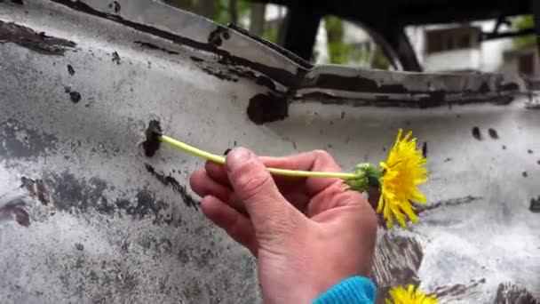 ウクライナの少年の手は 最大のミサイル攻撃 ウクライナに対するロシアの戦争の概念 戦争の子供たち 人生のシンボル 春の後に爆風のサイトで破壊された車の破片穴にタンポポを挿入します — ストック動画