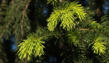 Genç ladin iğnelerinin yakın çekimi