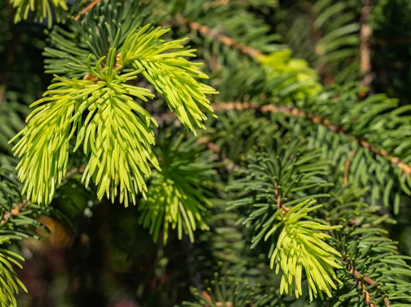 Close Young Spruce Needles — Stock Photo, Image