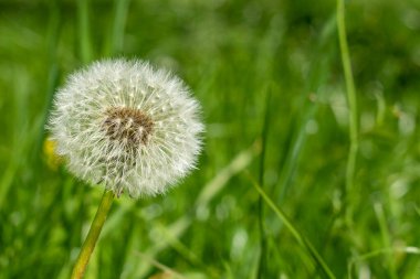 Bulanık bir alanda baharda karahindiba