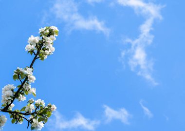 Çiçek açan elma ağacının ince dalı mavi gökyüzü arka planında