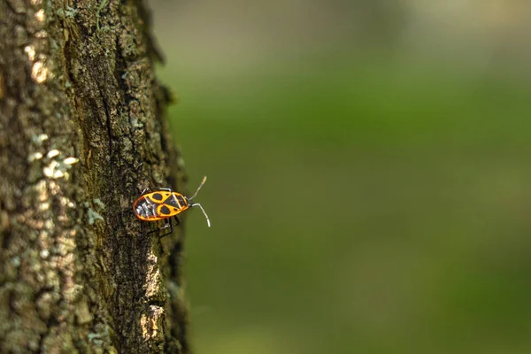 Bug Soldado Vermelho Casca Árvore — Fotografia de Stock
