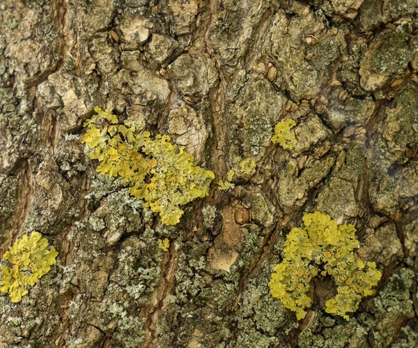 Textur Mörka Spruckna Träd Bark Med Grön Mossa — Stockfoto