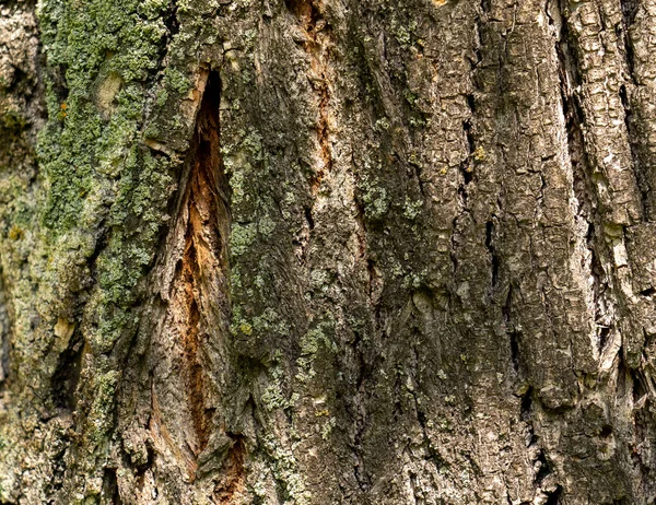Textur Der Dunklen Rissigen Baumrinde Mit Grünem Moos — Stockfoto