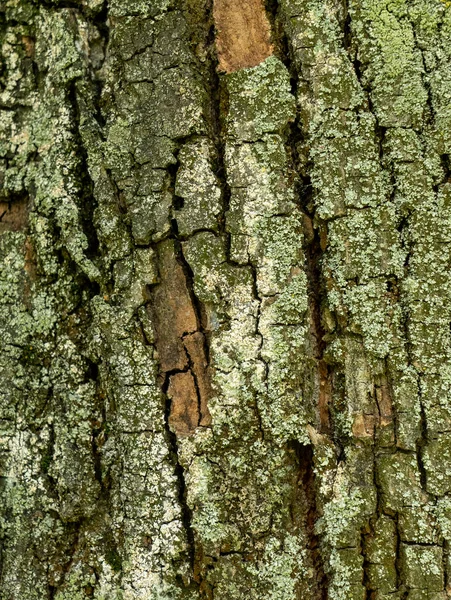 Textura Casca Árvore Rachada Escura Com Musgo Verde — Fotografia de Stock