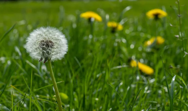 ぼやけた畑の背景に春のタンポポ — ストック写真