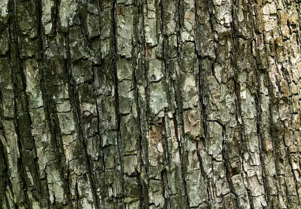 Textur Der Dunklen Rissigen Baumrinde — Stockfoto