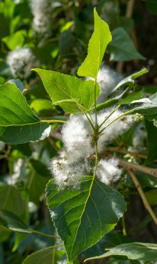 Kavak bir dala düştü