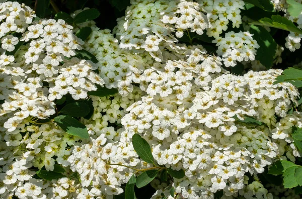 Mnóstwo Białych Kwiatów Ogrodzie — Zdjęcie stockowe