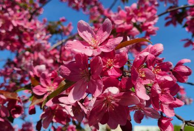 Gökyüzü arka plan üzerinde pembe çiçekli ağaç