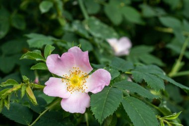 Narin pembe çiçekli çay gülü çalısı
