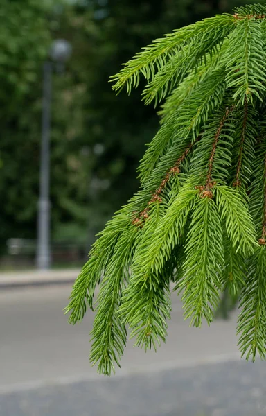 城市公园里的云杉分枝 有幼小的针头 — 图库照片