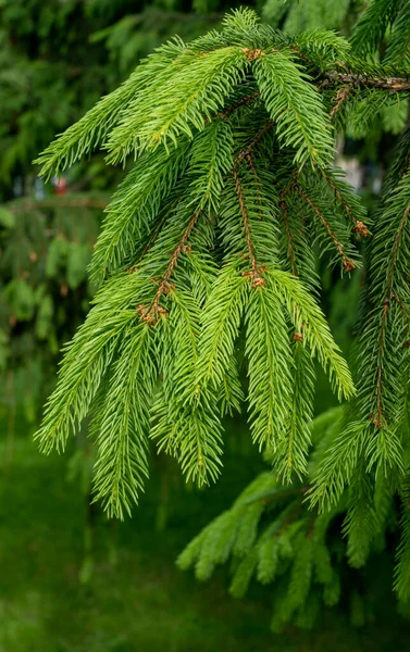 Spruce Branches Young Needles Stock Picture