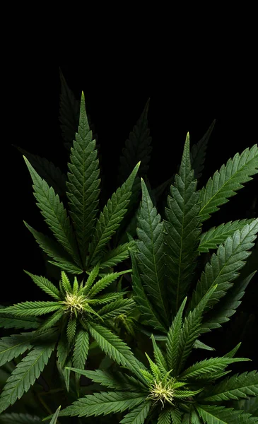 Plantas Verticales Marihuana Sobre Fondo Negro Con Copyspace —  Fotos de Stock