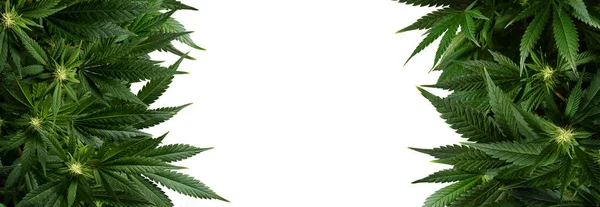 白に隔離されたバナー背景マリファナ植物 — ストック写真