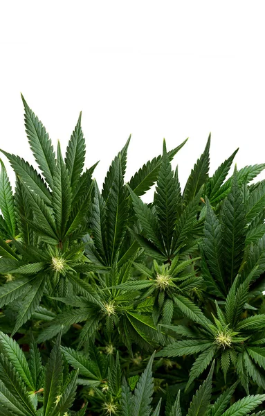 Plantas Marihuana Fondo Vertical Aisladas White —  Fotos de Stock