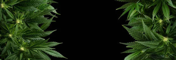 黒で隔離されたバナー背景マリファナ植物 — ストック写真