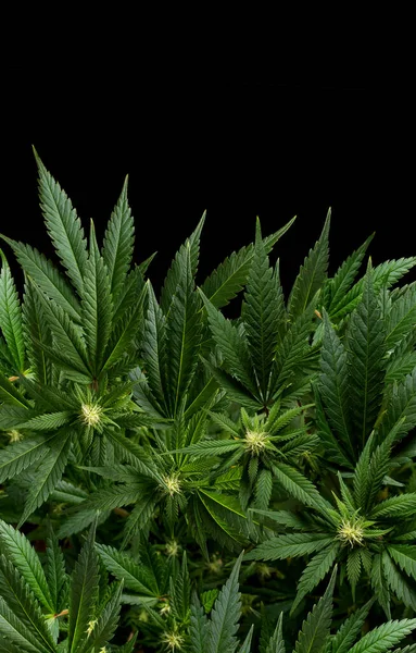 Plantas Marihuana Fondo Vertical Aisladas Negro —  Fotos de Stock