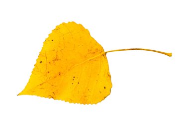 sonbahar yaprakları beyaz arkaplanda izole