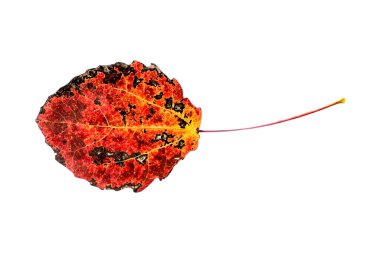 sonbahar yaprakları beyaz arkaplanda izole