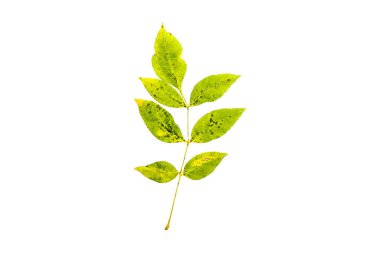 beyaz arkaplanda yeşil yapraklar izole