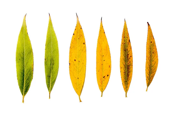 stock image autumn leaves isolated on white background