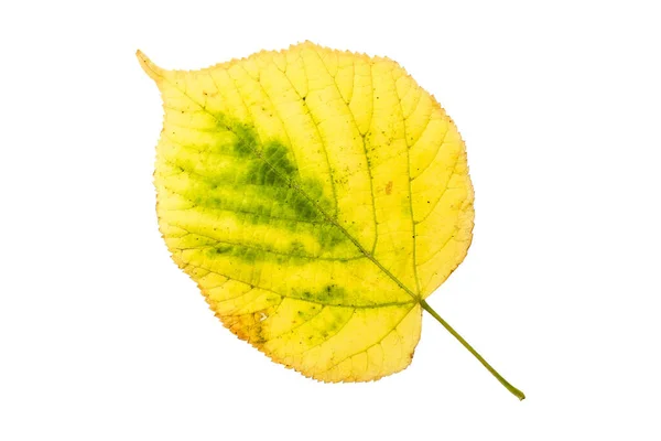 Осенние Листья Изолированы Белом Фоне — стоковое фото
