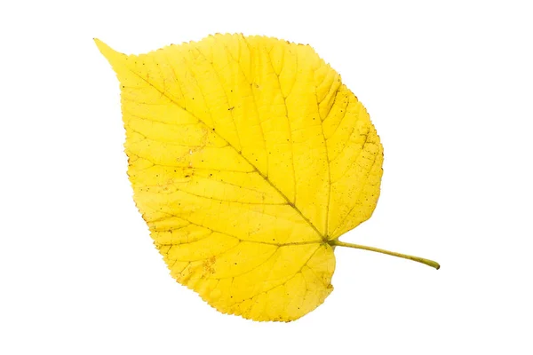 Folhas Outono Amarelas Isoladas Fundo Branco — Fotografia de Stock