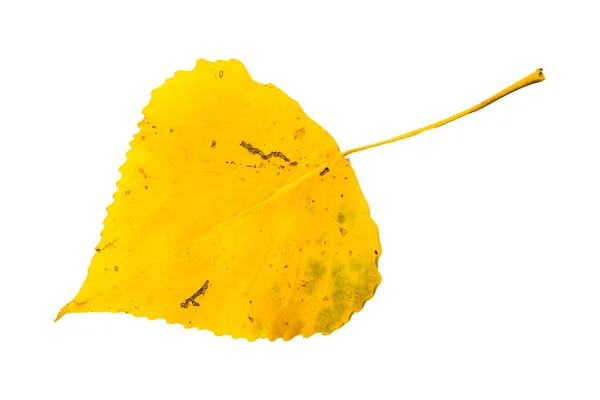 Желтый Осенний Лист Белом Фоне — стоковое фото