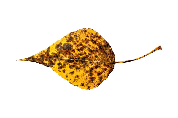 Herbst Blätter Isoliert Auf Weißem Hintergrund — Stockfoto