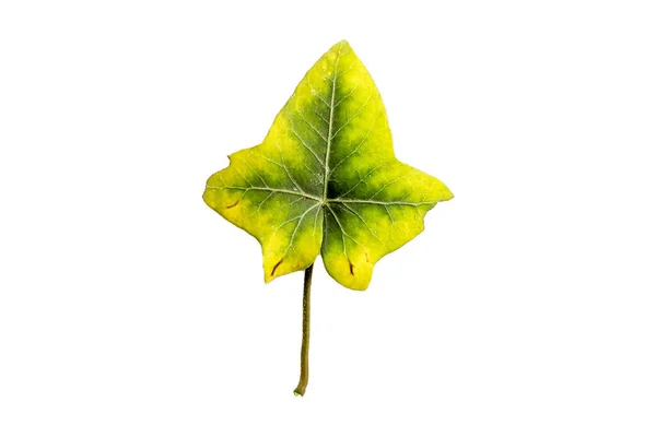 stock image green leaf isolated on white background