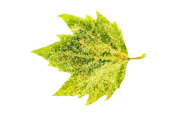 Зеленый Лист Липы Изолированы Белом Фоне — стоковое фото