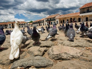 Kolombiya 'nın orta kesimindeki sömürge kasabası Villa de Leyva' nın pek de temiz olmayan ana meydanındaki güvercin sürüsünün farklı faaliyetleri..