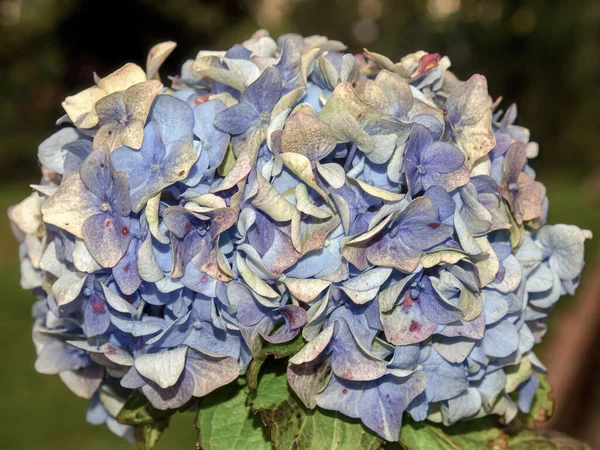 Ramo Flores Hortensia Azul Capturado Jardín Cerca Ciudad Colonial Villa —  Fotos de Stock